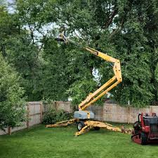 How Our Tree Care Process Works  in  Ilwaco, WA